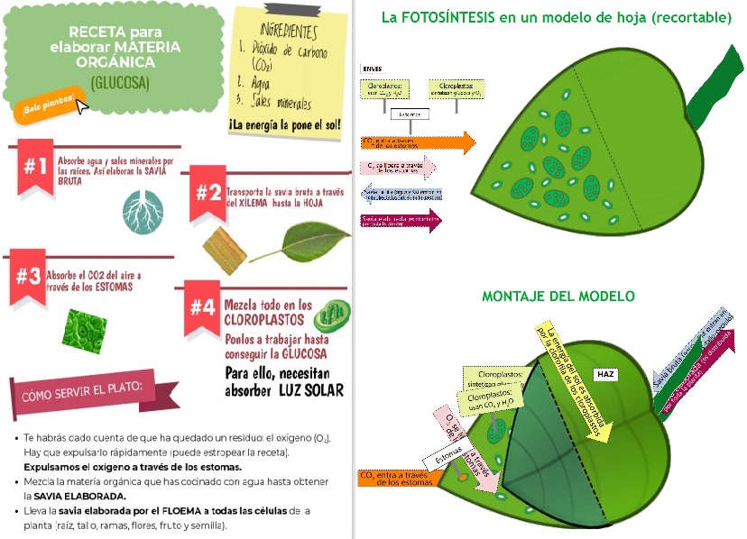 Dale la vuelta a la fotosíntesis: receta para una correcta fotosíntesis ...