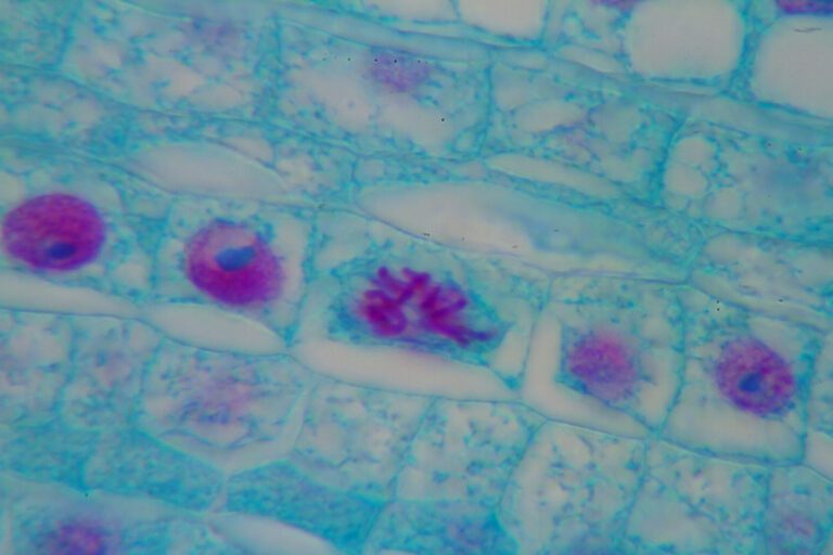 LA MITOSIS